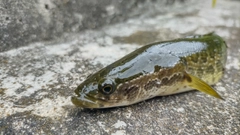 ライギョの釣果