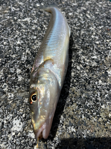 キスの釣果