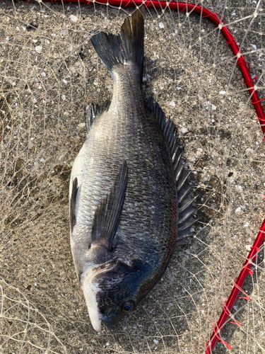 クロダイの釣果