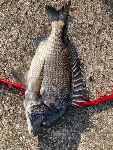 クロダイの釣果