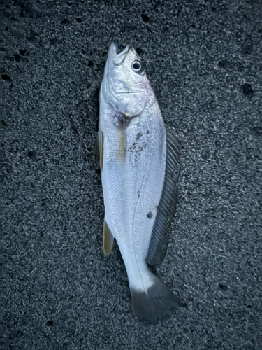 ニベの釣果