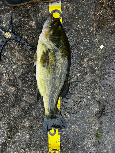 ラージマウスバスの釣果