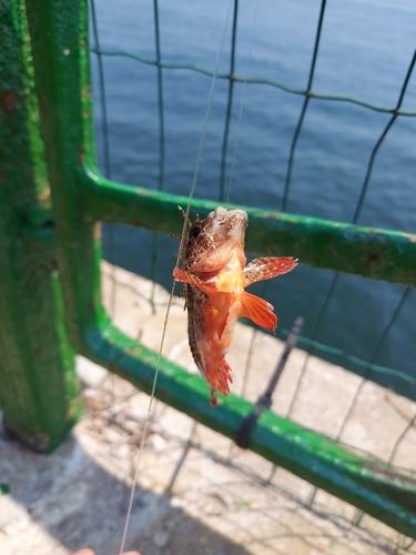 ハオコゼの釣果