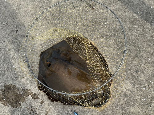 アカエイの釣果