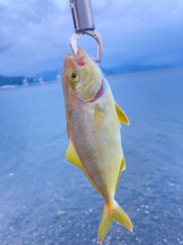 ショゴの釣果