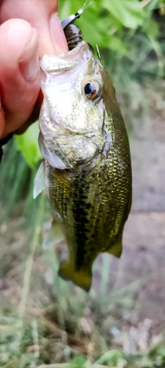 ラージマウスバスの釣果