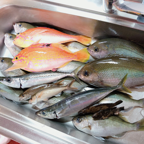 アオダイの釣果