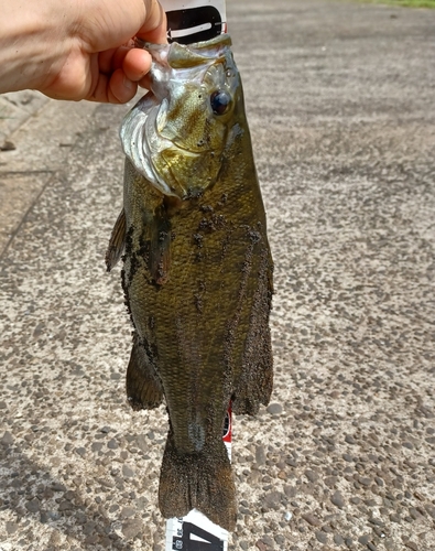 スモールマウスバスの釣果