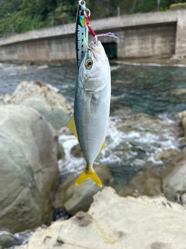 ツバスの釣果