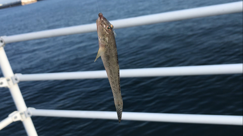 マハゼの釣果