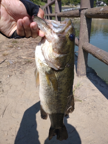 ラージマウスバスの釣果