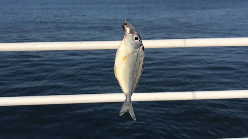 ヒイラギの釣果