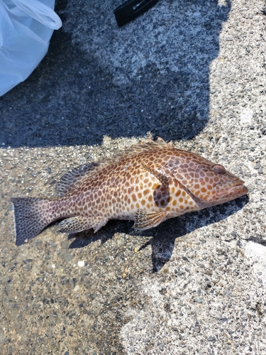 オオモンハタの釣果