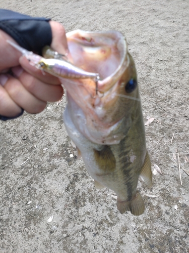 ラージマウスバスの釣果