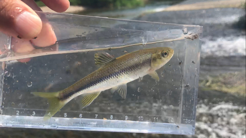 カワムツの釣果