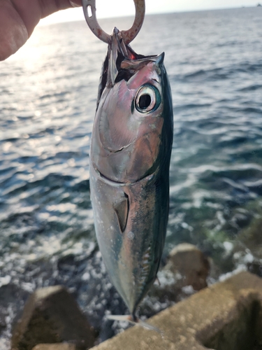 ソウダガツオの釣果