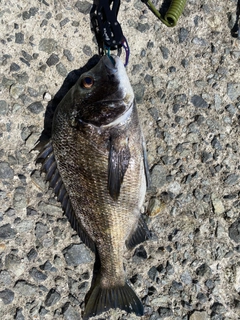 チヌの釣果