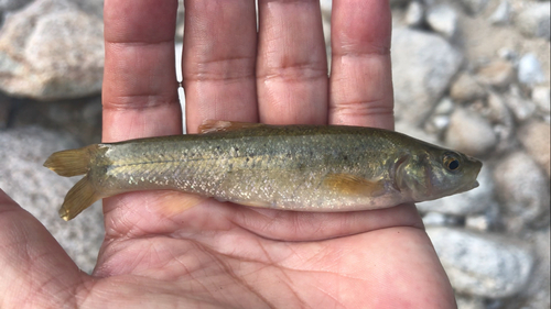 タカハヤの釣果