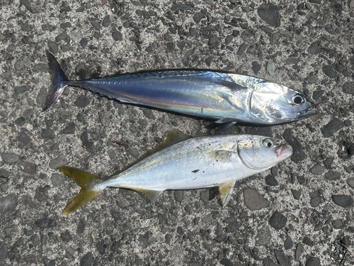 ワカシの釣果