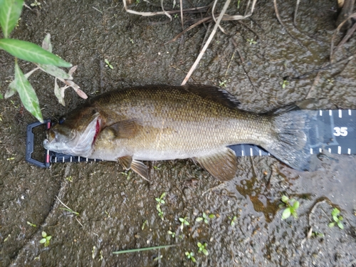 スモールマウスバスの釣果