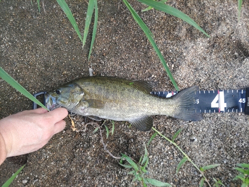 スモールマウスバスの釣果