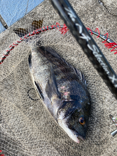 チヌの釣果