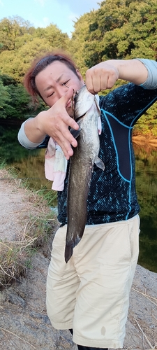 ナマズの釣果