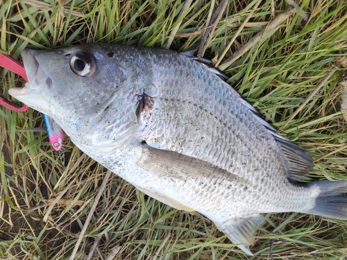 キビレの釣果