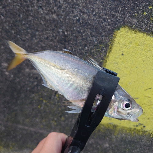 マアジの釣果