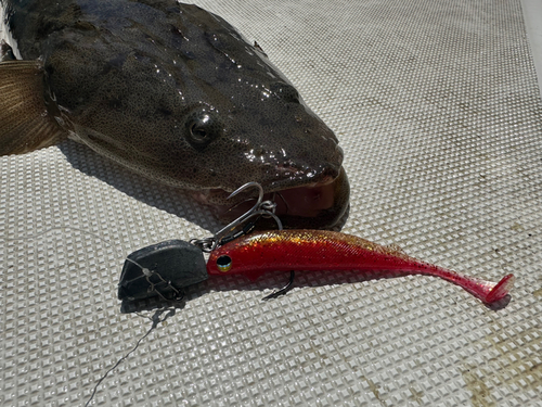 マゴチの釣果