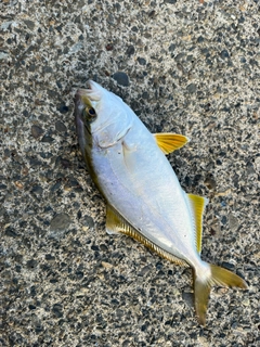 ショゴの釣果