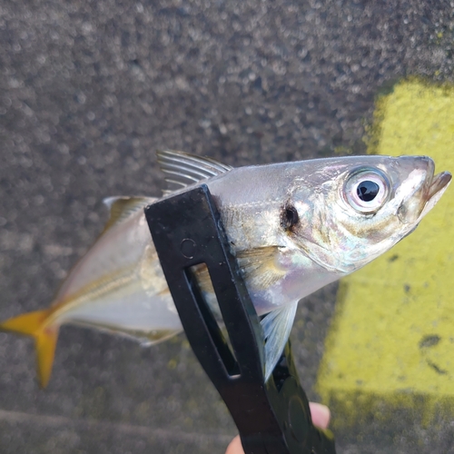 マアジの釣果