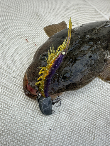 マゴチの釣果