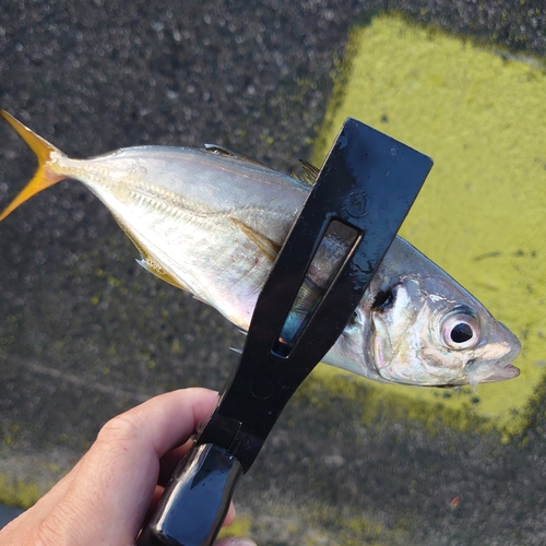 マアジの釣果