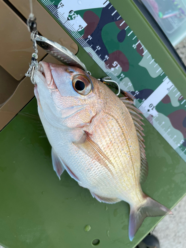 マダイの釣果