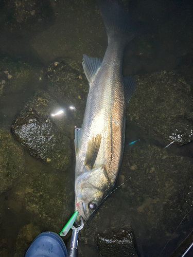 スズキの釣果