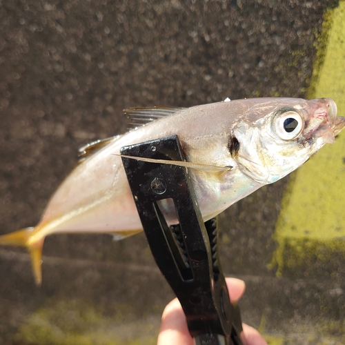 マアジの釣果