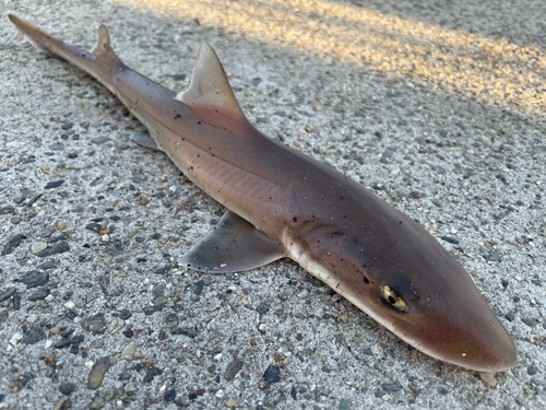 シロザメの釣果