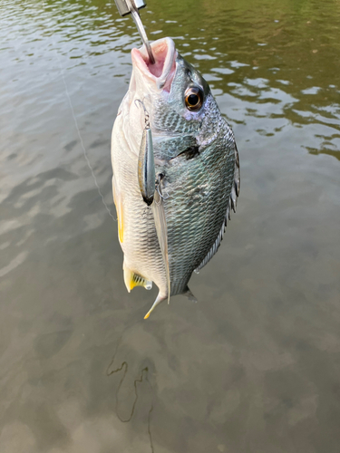 キビレの釣果