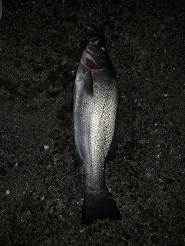 釣果