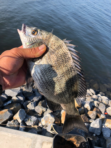 チヌの釣果