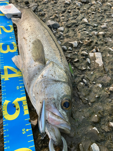 フッコ（マルスズキ）の釣果