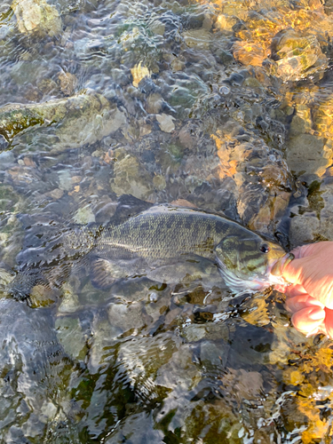 スモールマウスバスの釣果