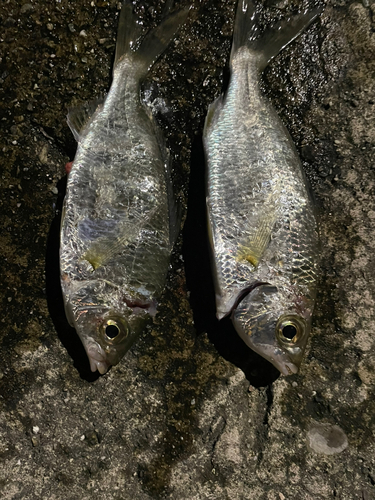 クロサギの釣果