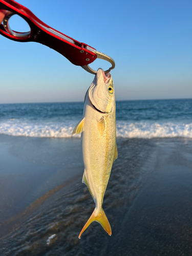 ワカシの釣果