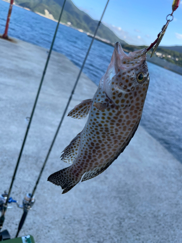 オオモンハタの釣果