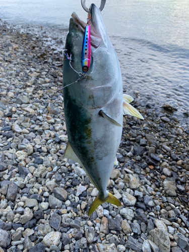 メジロの釣果