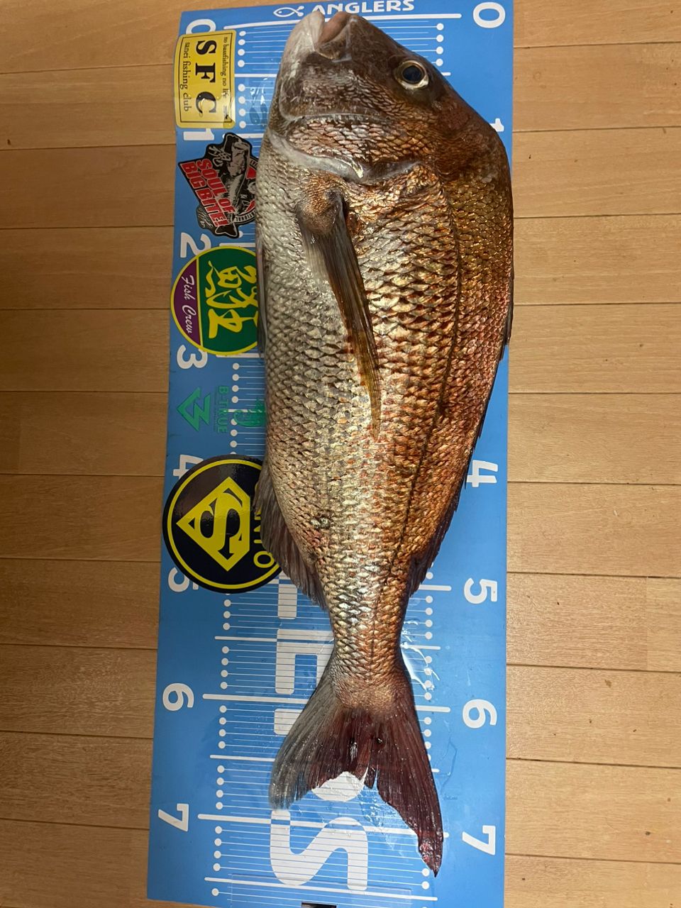 ナオメタルさんの釣果 2枚目の画像