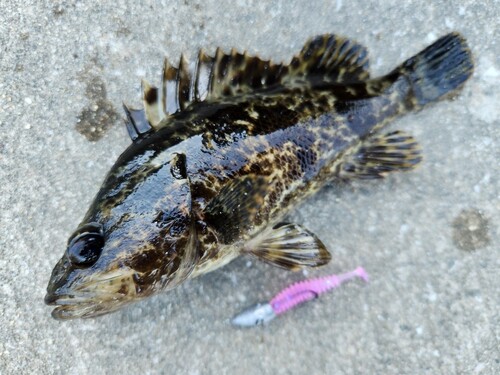 タケノコメバルの釣果