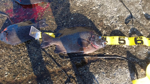 イシガキダイの釣果